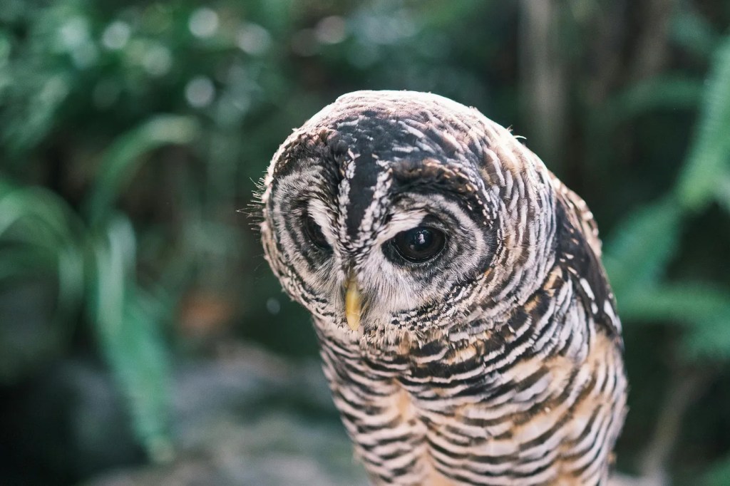 Seasonal Birdwatching on the East Coast: A Year in Flight