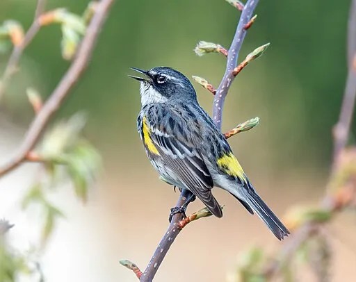 A yellow-rumped warbler male singing