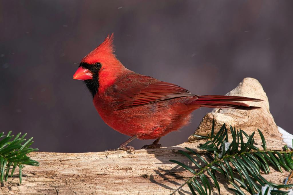 A scarlet-colored northern cardinal