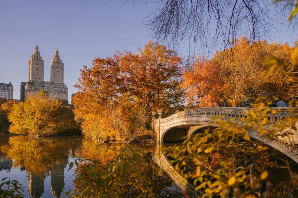 Birds of Central Park and Why They Still Haunt My San Francisco Mornings