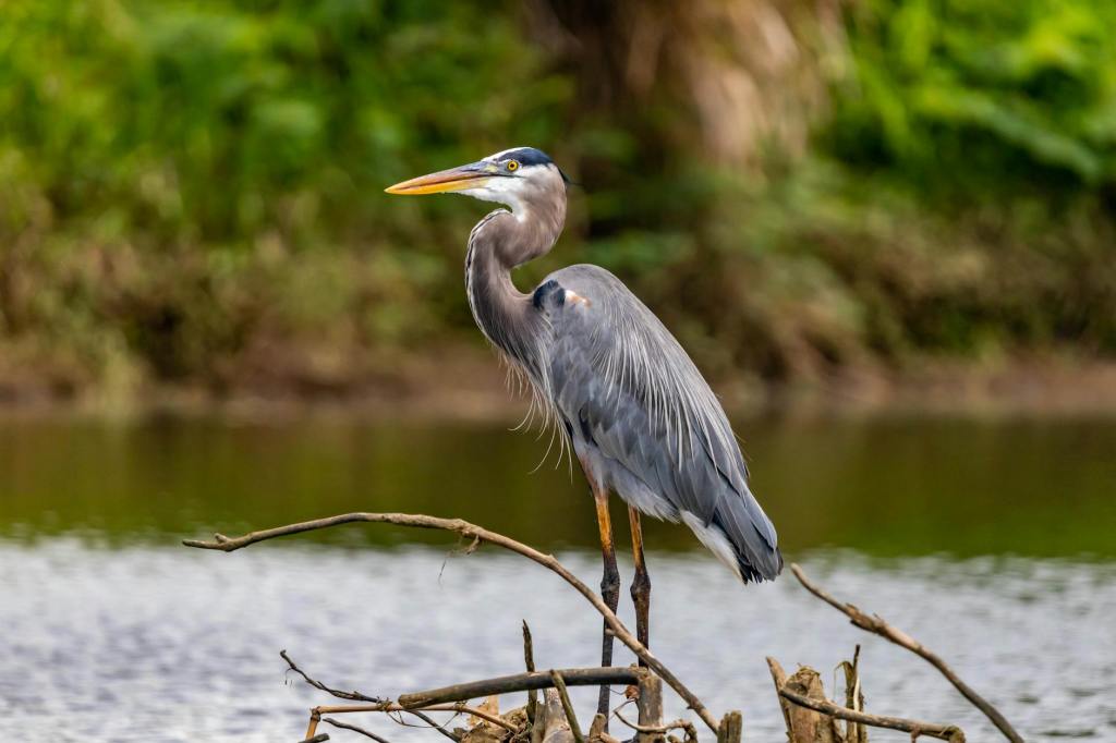 The Great Blue Heron of Crissy Field